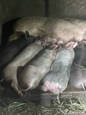 Purcei carne vanzare  - imagine 3