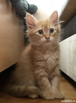 Siberiană de Pădure  - imagine 2