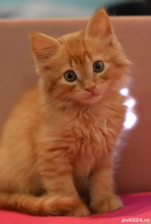 Siberiană de Pădure  - imagine 3