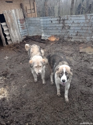 De vânzare 10 milioane amândoi  - imagine 2