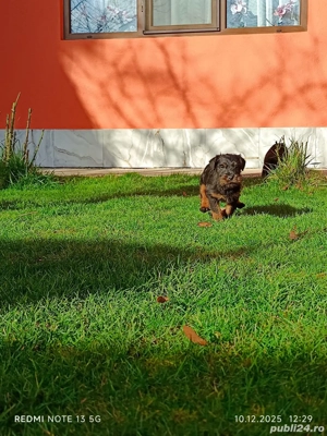 Catei JagdTerrier - imagine 2