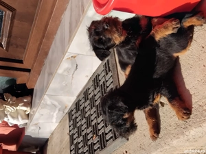 Catei JagdTerrier - imagine 3