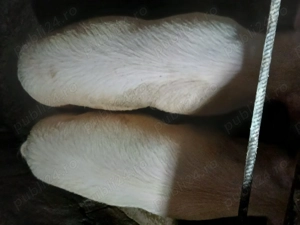 De vanzare 2 soldani de 90 kg 2 soldani de 60 kg 