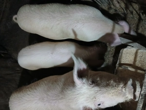 De vanzare 2 soldani de 90 kg 2 soldani de 60 kg  - imagine 2