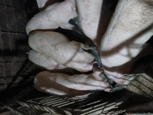 De vanzare 2 soldani de 90 kg 2 soldani de 60 kg  - imagine 5