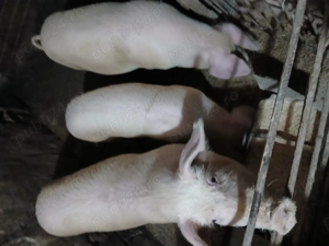 De vanzare 2 soldani de 90 kg 2 soldani de 60 kg  - imagine 4