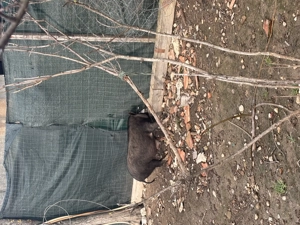 vând 3 purcele vietnameze  - imagine 2