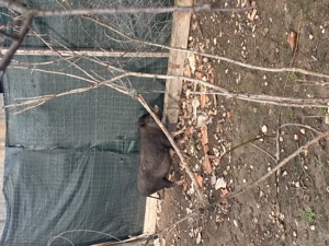 vând 3 purcele vietnameze  - imagine 3