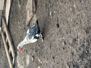 vând un rățoi mut 