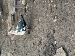 vând un rățoi mut  - imagine 2