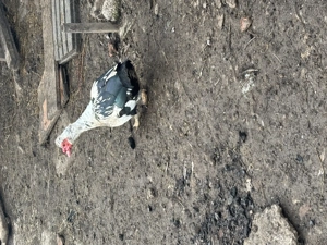 vând un rățoi mut  - imagine 3