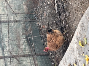 vând un cocos și o găină  - imagine 4