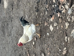 vând un cocos și o găină 