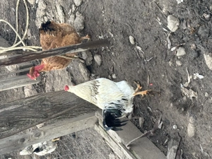 vând un cocos și o găină  - imagine 3