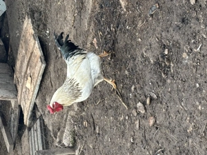 vând un cocos și o găină  - imagine 2