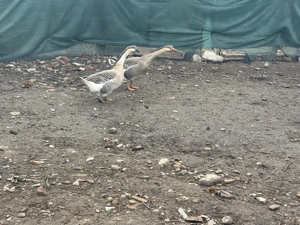 vând un gâscan și o gâscă  - imagine 2