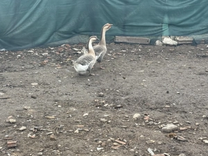 vând un gâscan și o gâscă  - imagine 3