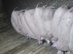 vând 12 soldani rasa de calitate de carne  - imagine 5