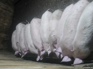 vând 12 soldani rasa de calitate de carne  - imagine 4