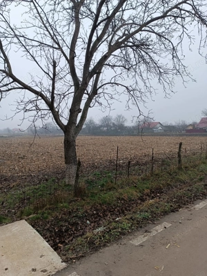 Vind casa batrineasca - imagine 5