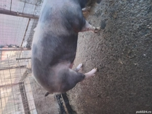 Vand porc de craciun