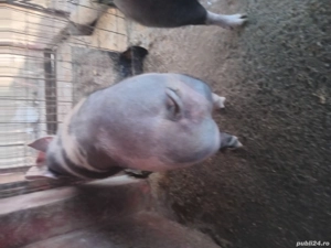 Vand porc de craciun - imagine 3