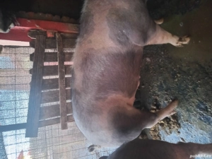 Vand porc de craciun - imagine 2