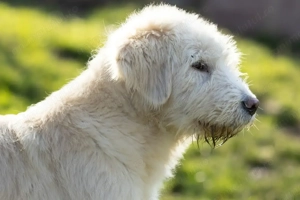 Pui ciobanesc mioritic femela 