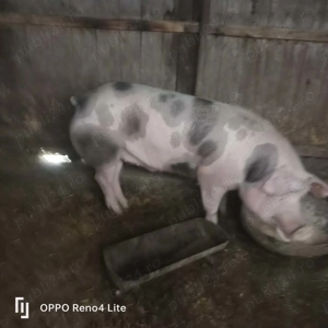 Vând 2 porci 200kg  buc - imagine 2