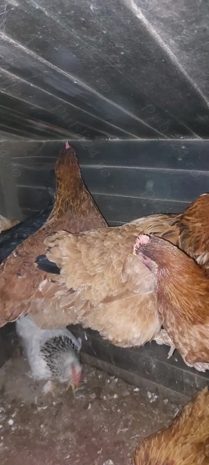 Vând 10 găini crescute natural  - imagine 4