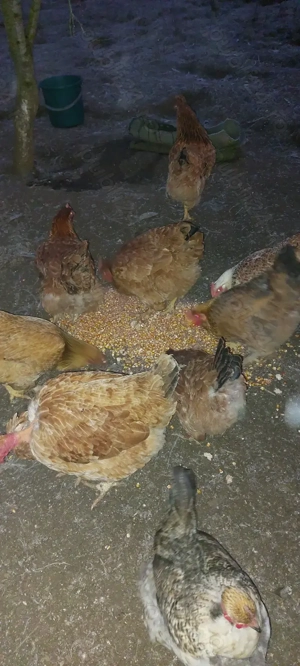 Vând 10 găini crescute natural  - imagine 5