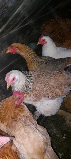 Vând 10 găini crescute natural  - imagine 3