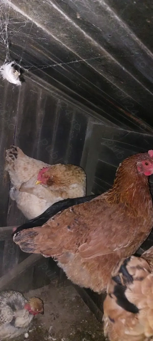 Vând 10 găini crescute natural  - imagine 2