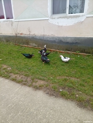 vând rațe mute și un rățoi patru rațe