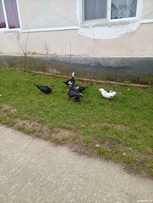 vând rațe mute și un rățoi patru rațe - imagine 2