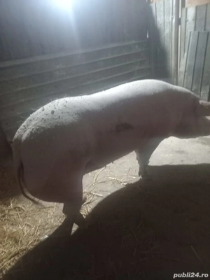 Purcea de vanzare de carne