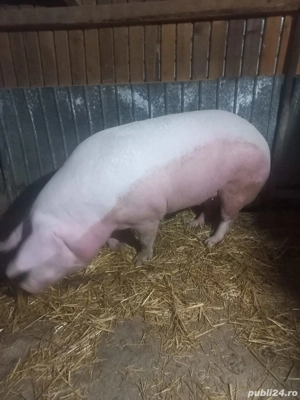 Purcea de vanzare pietrean - imagine 3