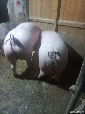 Porci de vanzare pietrean