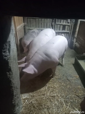 Porci de vanzare pietrean - imagine 4