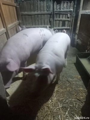 Porci de vanzare pietrean - imagine 2