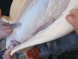 Purcei de vânzare  - imagine 2