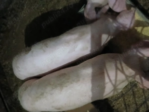 Purcei de vânzare  - imagine 5