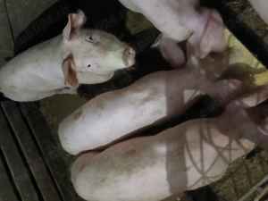 Purcei de vânzare  - imagine 3