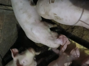 Purcei de vânzare  - imagine 4