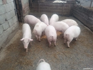 vând 13 grasuni - imagine 5