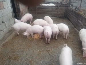 vând 13 grasuni - imagine 2