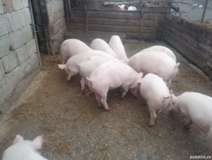 vând 13 grasuni - imagine 3