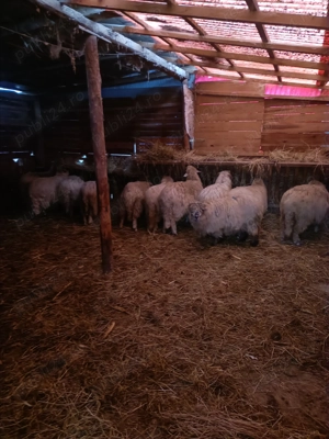 Vid 5oi gestante la 2 miel