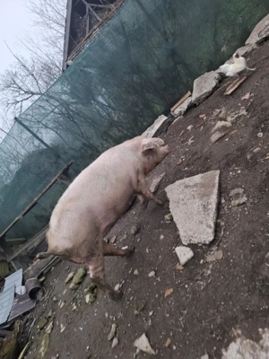 Scrofita crescuta in gospodarie  proprie - imagine 3