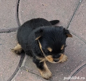 vanzare yorserterier - imagine 2